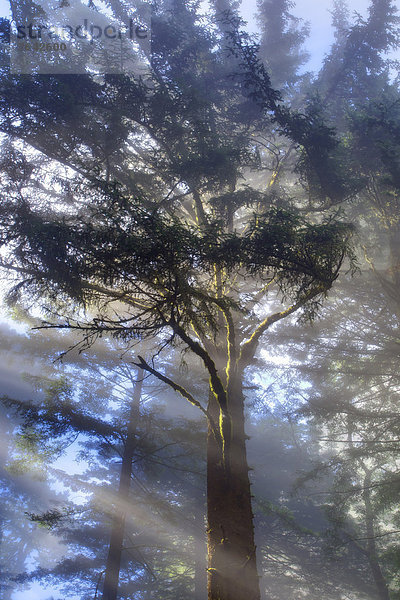 Vereinigte Staaten von Amerika  USA  State Park  Provincial Park  Laubwald  Amerika  Baum  Beleuchtung  Licht  Sonnenaufgang  Wald  Kalifornien  Sonnenstrahl  Crescent City  Moos  Sonne