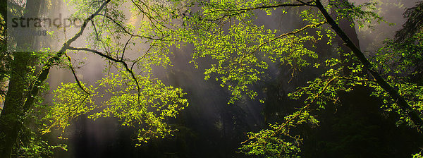 Vereinigte Staaten von Amerika  USA  State Park  Provincial Park  Laubwald  Amerika  Baum  Beleuchtung  Licht  Sonnenaufgang  Wald  Kalifornien  Sonnenstrahl  Crescent City  Moos  Sonne
