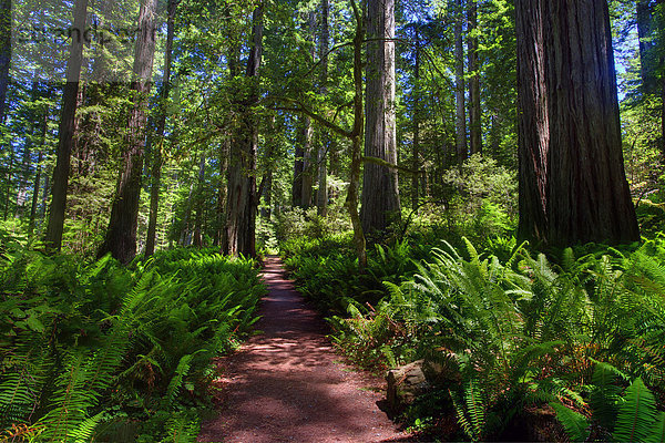 Vereinigte Staaten von Amerika  USA  State Park  Provincial Park  Laubwald  Amerika  Baum  Wald  Kalifornien  Crescent City  Moos
