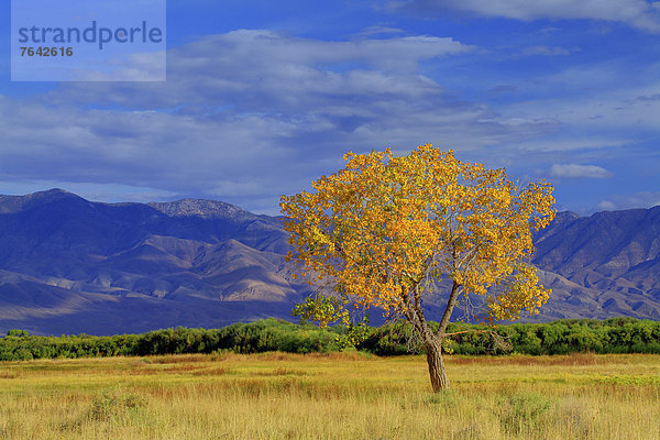 Vereinigte Staaten von Amerika  USA  Farbaufnahme  Farbe  Amerika  Baum  gelb  Landschaft  amerikanisch  Süden  Kalifornien  Laub