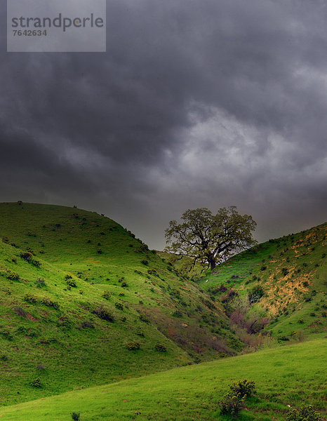 Vereinigte Staaten von Amerika  USA  Amerika  Wolke  Baum  Hügel  Sturm  grün  Gras  Kalifornien