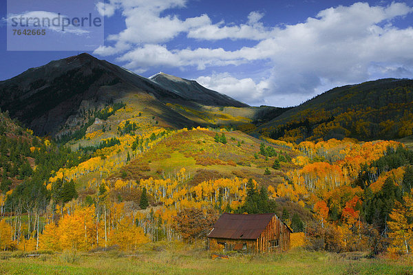 Vereinigte Staaten von Amerika  USA  Amerika  Hügel  Herbst  Jahreszeit  Espe  Populus tremula  Rocky Mountains  Colorado  National Forest  Nationalforst