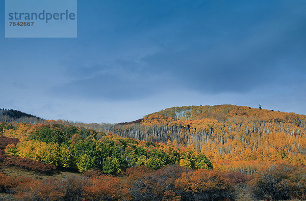 Vereinigte Staaten von Amerika  USA  Amerika  Hügel  Herbst  Jahreszeit  Espe  Populus tremula  Rocky Mountains  Colorado  National Forest  Nationalforst