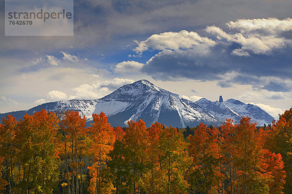 Vereinigte Staaten von Amerika  USA  Berg  Amerika  Herbst  Jahreszeit  Espe  Populus tremula  Rocky Mountains  Berggipfel  Gipfel  Spitze  Spitzen  Colorado  National Forest  Nationalforst