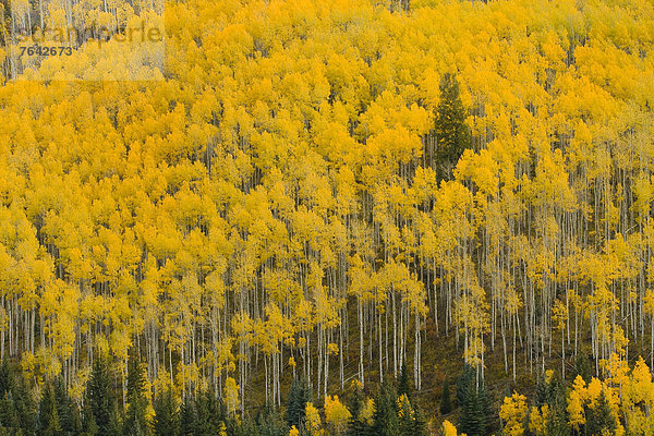 Vereinigte Staaten von Amerika  USA  Amerika  gelb  Herbst  Jahreszeit  Espe  Populus tremula  Rocky Mountains  Colorado  National Forest  Nationalforst