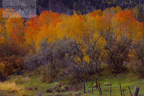 Vereinigte Staaten von Amerika  USA  Amerika  Herbst  Jahreszeit  Espe  Populus tremula  Rocky Mountains  Colorado  National Forest  Nationalforst