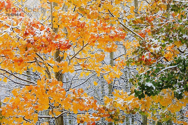 Vereinigte Staaten von Amerika USA Amerika Herbst Jahreszeit Rocky Mountains Colorado National Forest Nationalforst