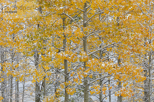 Vereinigte Staaten von Amerika USA Amerika Herbst Jahreszeit Rocky Mountains Colorado National Forest Nationalforst