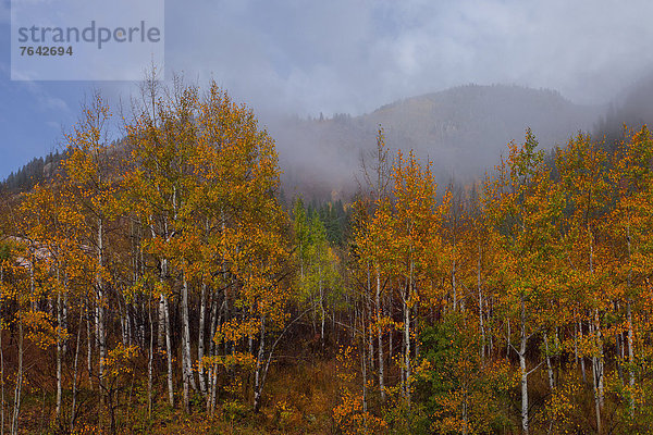 Vereinigte Staaten von Amerika  USA  Amerika  Baum  Herbst  Jahreszeit  Espe  Populus tremula  Rocky Mountains  Colorado  National Forest  Nationalforst