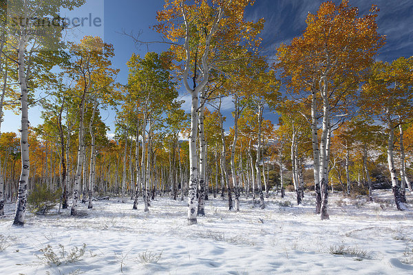 Vereinigte Staaten von Amerika  USA  Winter  Amerika  Herbst  Jahreszeit  Espe  Populus tremula  Locke  Colorado  National Forest  Nationalforst