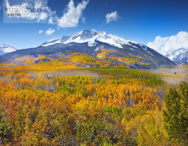 Vereinigte Staaten von Amerika  USA  Berg  Amerika  Herbst  Jahreszeit  Espe  Populus tremula  Berggipfel  Gipfel  Spitze  Spitzen  Colorado  National Forest  Nationalforst