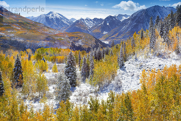 Espe  Populus tremula  Vereinigte Staaten von Amerika  USA  Berg  Amerika  Baum  Herbst  Colorado  Schnee