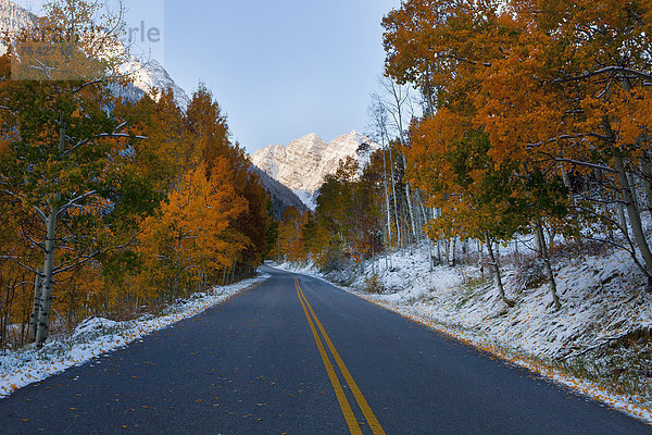 Espe  Populus tremula  Vereinigte Staaten von Amerika  USA  Amerika  Baum  Fernverkehrsstraße  Herbst  Colorado