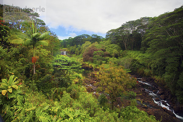 Vereinigte Staaten von Amerika  USA  Kaffeepflanze  Amerika  Tal  blühen  Wasserfall  Hawaii  Maui