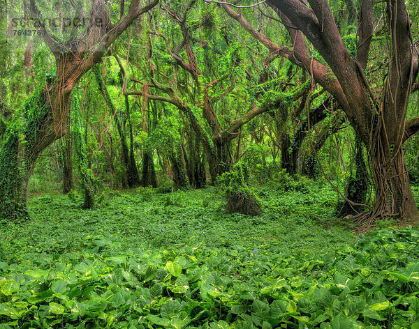 Vereinigte Staaten von Amerika  USA  Amerika  Baum  Regenwald  grün  Wald  Kletterpflanze  Hawaii  Maui  Dickicht  Reben
