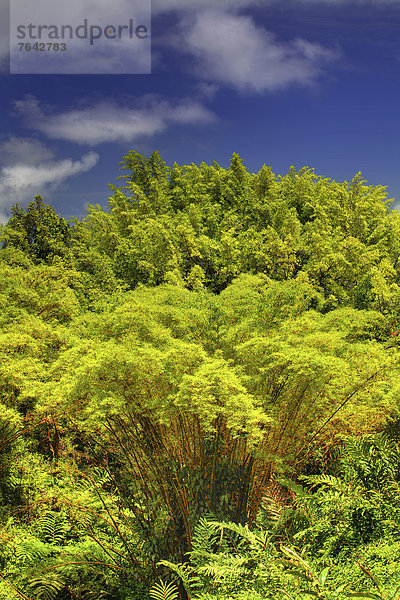 Vereinigte Staaten von Amerika  USA  Hawaii  Big Island  Palme  Amerika  Baum  grün  Hawaii