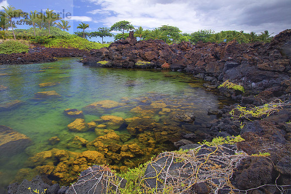 Vereinigte Staaten von Amerika  USA  Hawaii  Big Island  Felsbrocken  Wasser  Palme  Amerika  Ozean  Pazifischer Ozean  Pazifik  Stiller Ozean  Großer Ozean  Hawaii  Meeresarm