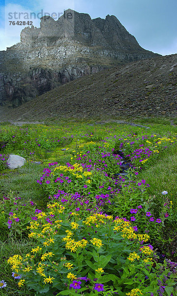 Vereinigte Staaten von Amerika  USA  Nationalpark  Amerika  Blume  Landschaft  Natur  blühen  Wildblume  Wiese
