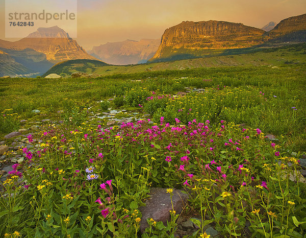 Vereinigte Staaten von Amerika  USA  Nationalpark  Amerika  Blume  Landschaft  Natur  blühen  Wildblume  Wiese