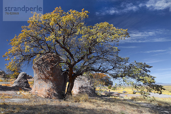 Vereinigte Staaten von Amerika  USA  Felsbrocken  Berg  Amerika  Baum  amerikanisch  Süden  New Mexico