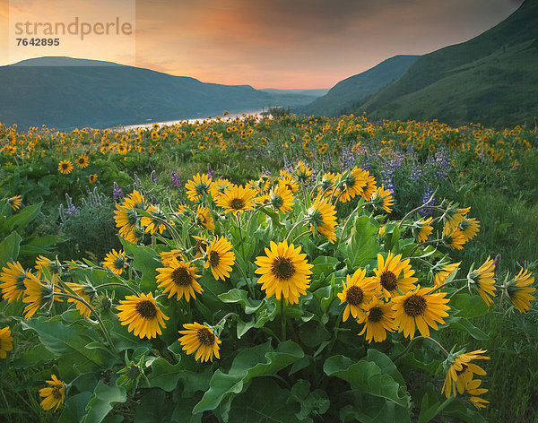 Vereinigte Staaten von Amerika  USA  Amerika  Sonnenaufgang  Wildblume  Sonnenblume  helianthus annuus  Hochebene  Hood River  Oregon