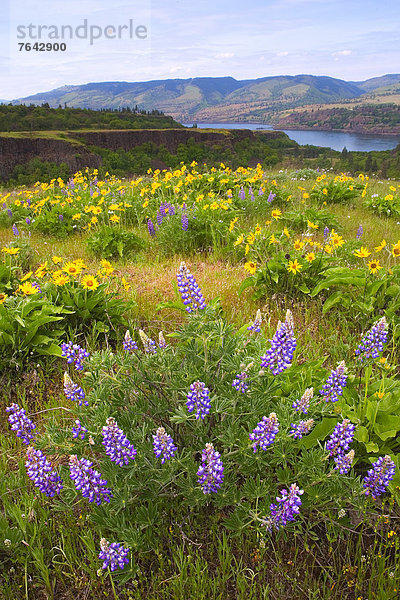 Vereinigte Staaten von Amerika  USA  Amerika  Wildblume  Zimmer  Lupine  Hochebene  Oregon