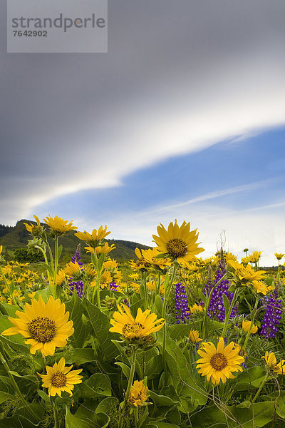 Vereinigte Staaten von Amerika  USA  Amerika  Wildblume  Sonnenblume  helianthus annuus  Zimmer  Hochebene  Oregon