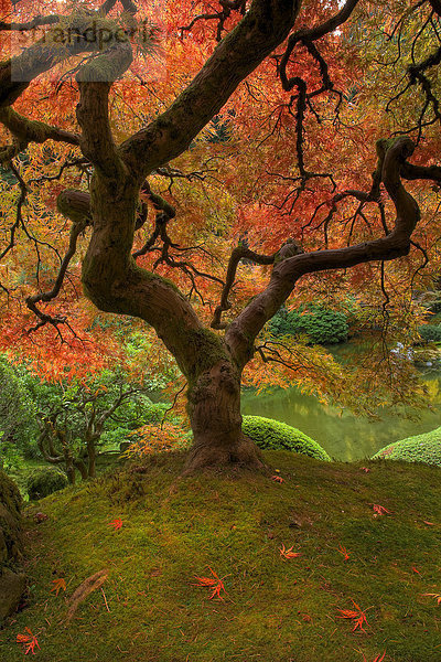 Vereinigte Staaten von Amerika  USA  Farbaufnahme  Farbe  Amerika  Blume  Baum  Landschaft  Garten  Portland  japanisch  Oregon