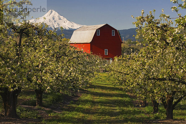 Vereinigte Staaten von Amerika  USA  Amerika  Landwirtschaft  Bauernhof  Hof  Höfe  Scheune  rot  Obstgarten  Mount Hood  Oregon