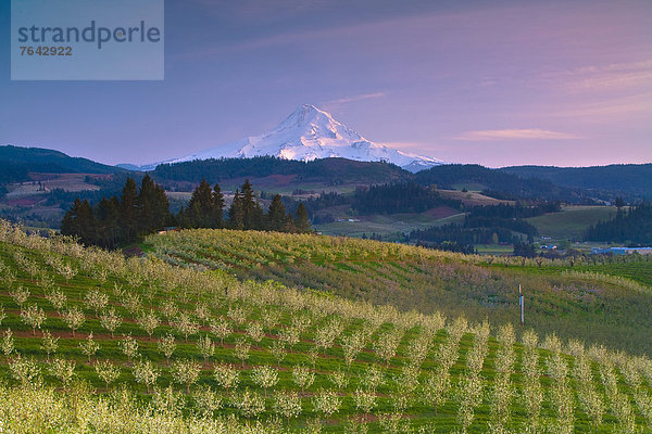 Vereinigte Staaten von Amerika  USA  Amerika  Landwirtschaft  Obstgarten  Scheune  Mount Hood  Oregon