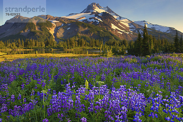 Vereinigte Staaten von Amerika  USA  Biegung  Biegungen  Kurve  Kurven  gewölbt  Bogen  gebogen  Amerika  See  Landschaftlich schön  landschaftlich reizvoll  Wildblume  Lupine  Cascade Mountain  Oregon