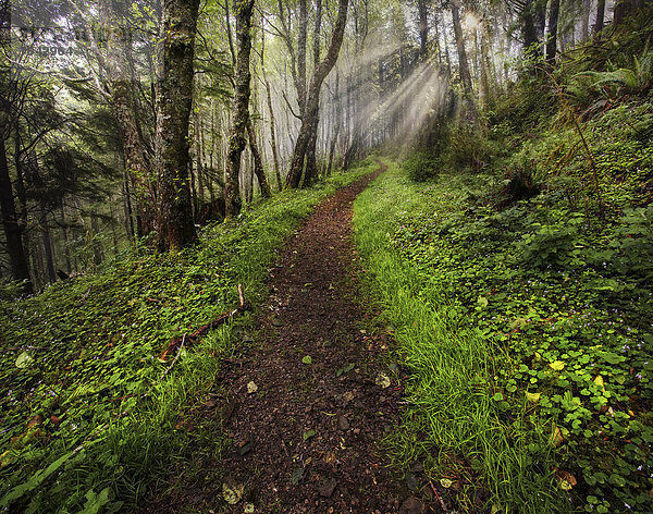 Vereinigte Staaten von Amerika  USA  Amerika  folgen  Weg  grün  Wald  Oregon