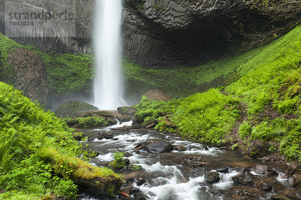 Vereinigte Staaten von Amerika  USA  Felsbrocken  Felsen  Amerika  Farn  Wasserfall  Gras  Basalt  Moos  Oregon