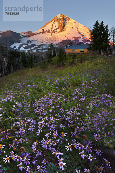 Vereinigte Staaten von Amerika USA Berg Amerika Blume Sonnenuntergang Schneedecke blühen Berggipfel Gipfel Spitze Spitzen Wildblume Oregon