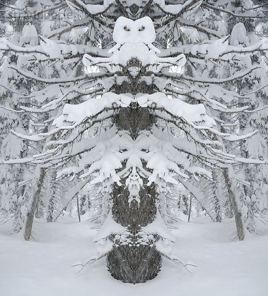 Vereinigte Staaten von Amerika  USA  Biegung  Biegungen  Kurve  Kurven  gewölbt  Bogen  gebogen  Winter  Amerika  Baum  Nordamerika  Außenaufnahme  Geist  National Forest  Nationalforst  Oregon  Schnee  schneien