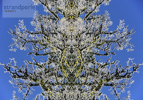 Vereinigte Staaten von Amerika  USA  Detail  Details  Ausschnitt  Ausschnitte  Muster  Winter  Amerika  Baum  Gebäude  Natur  Ast  Oregon  Schnittmuster  Schnee