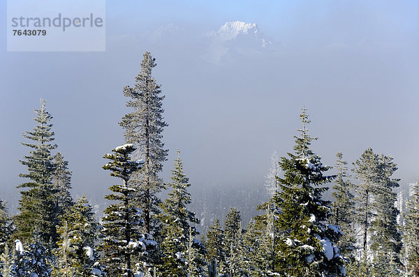 Vereinigte Staaten von Amerika  USA  Biegung  Biegungen  Kurve  Kurven  gewölbt  Bogen  gebogen  Winter  Amerika  Baum  Schnee  Wald  Natur  Nebel  Nordamerika  National Forest  Nationalforst  Oregon