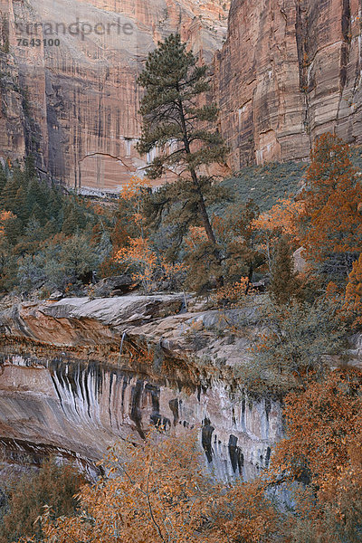 Vereinigte Staaten von Amerika  USA  Nationalpark  Farbaufnahme  Farbe  Amerika  Wand  Steilküste  Natur  Nordamerika  Wasserfall  Hochebene  Colorado  Sandstein  Utah
