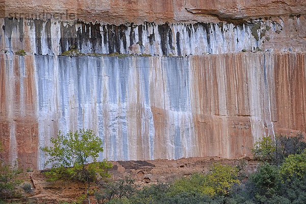 Vereinigte Staaten von Amerika  USA  Nationalpark  Farbaufnahme  Farbe  Amerika  Wand  Baum  Steilküste  Natur  Kunst  Nordamerika  Hochebene  Colorado  Sandstein  Utah