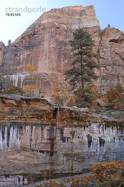 Vereinigte Staaten von Amerika  USA  Nationalpark  Hochformat  Farbaufnahme  Farbe  Amerika  Wand  Steilküste  niemand  Natur  Nordamerika  Wasserfall  Hochebene  Colorado  Laub  Sandstein  Utah