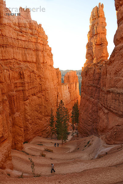 Vereinigte Staaten von Amerika  USA  Nationalpark  Amerika  gehen  folgen  Landschaft  Anordnung  wandern  Nordamerika  Hochebene  Bryce Canyon Nationalpark  Schlucht  Colorado  Sandstein  Utah
