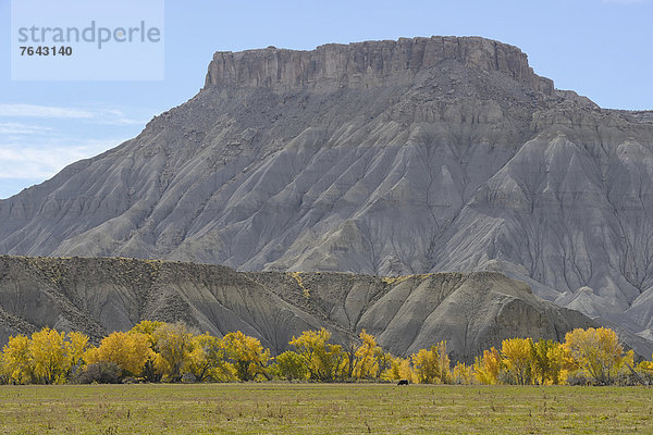 Vereinigte Staaten von Amerika  USA  Amerika  Baum  Steilküste  Herbst  Nordamerika  Hochebene  Colorado  Erosion  Laub  Utah