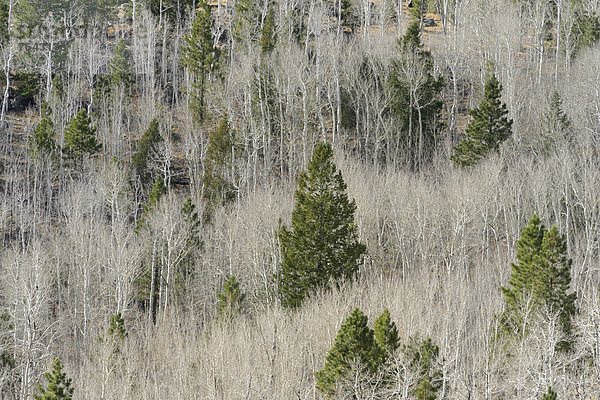 Espe  Populus tremula  Vereinigte Staaten von Amerika  USA  Amerika  Baum  Hügel  Wald  Natur  Nordamerika  nackt  National Forest  Nationalforst  Utah