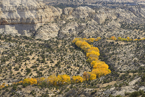 Vereinigte Staaten von Amerika  USA  Amerika  Baum  Landschaftlich schön  landschaftlich reizvoll  Nordamerika  Bach  Boulder  Schlucht  Colorado Plateau  Laub  National Monument  Utah