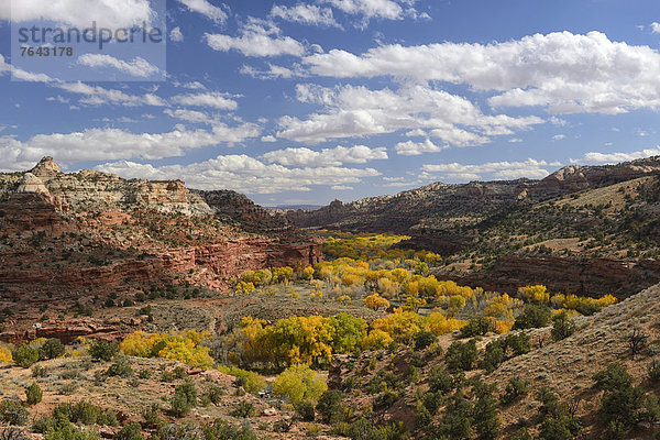 Vereinigte Staaten von Amerika  USA  Amerika  Baum  Hochebene  Schlucht  Colorado  Laub  National Monument  Utah