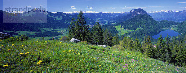 Panorama Europa Urlaub ruhen Blume Reise Sommer Ruhe Wald Berg Natur Holz Stille Wiese Ansicht Österreich Rest Überrest Tirol