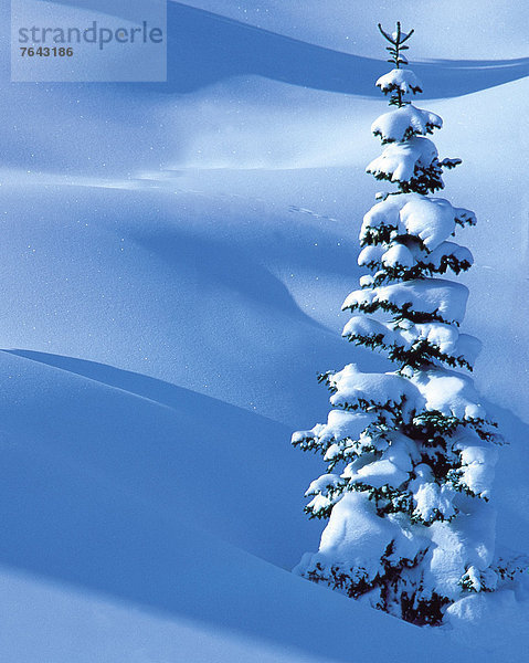 hoch oben Europa Winter Frische schattig Baum Beleuchtung Licht Wald Schneeflocke Natur 1 Holz Fichte Österreich Schnee Stanzertal Tirol