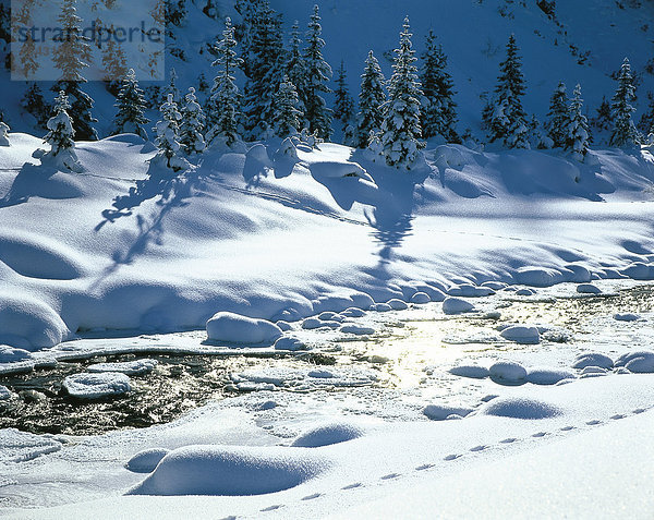 Spur  Wasser  Europa  Winter  ruhen  schattig  Baum  Eis  Natur  Bach  Kaninchen  Fichte  Gegenlicht  Arlbergpass  Arlberg  Österreich  Hase  Rest  Überrest  Schnee  Tirol