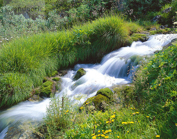 durchsichtig  transparent  transparente  transparentes  Wasser  Europa  Blume  Natur  fließen  Bach  Wiese  Gras  Arlbergpass  Arlberg  Österreich  Trinkwasser  Wasser  Moos  Tirol