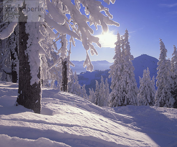 Skispur  Europa  Winter  Sonnenstrahl  ruhen  Reise  Abend  Ruhe  Baum  Stille  Winterurlaub  Fichte  Gegenlicht  Österreich  Rest  Überrest  Schnee  Sonne  Tirol